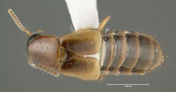 Media type: image;   Entomology 601700 Aspect: habitus dorsal view